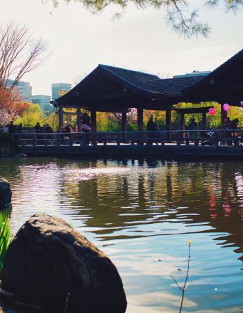 Cherry Blossom Tree Viewing at Kariya Park in Mississauga, Ontario