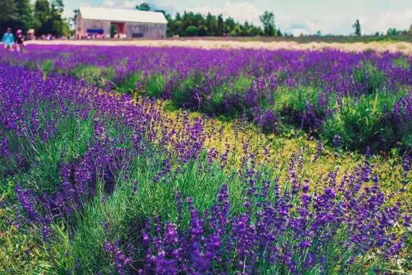 Lavender Oil, Lavender Plants & Lavender Festivals: Exploring the Growing Culinary Tourism of Ontario