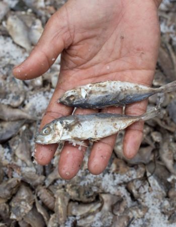How is Fish Sauce Made: A Visit With a Fish Sauce Maker