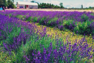 Terre Bleu Lavender Farm & Neob Lavender: Exploring Ontario Lavender Festivals